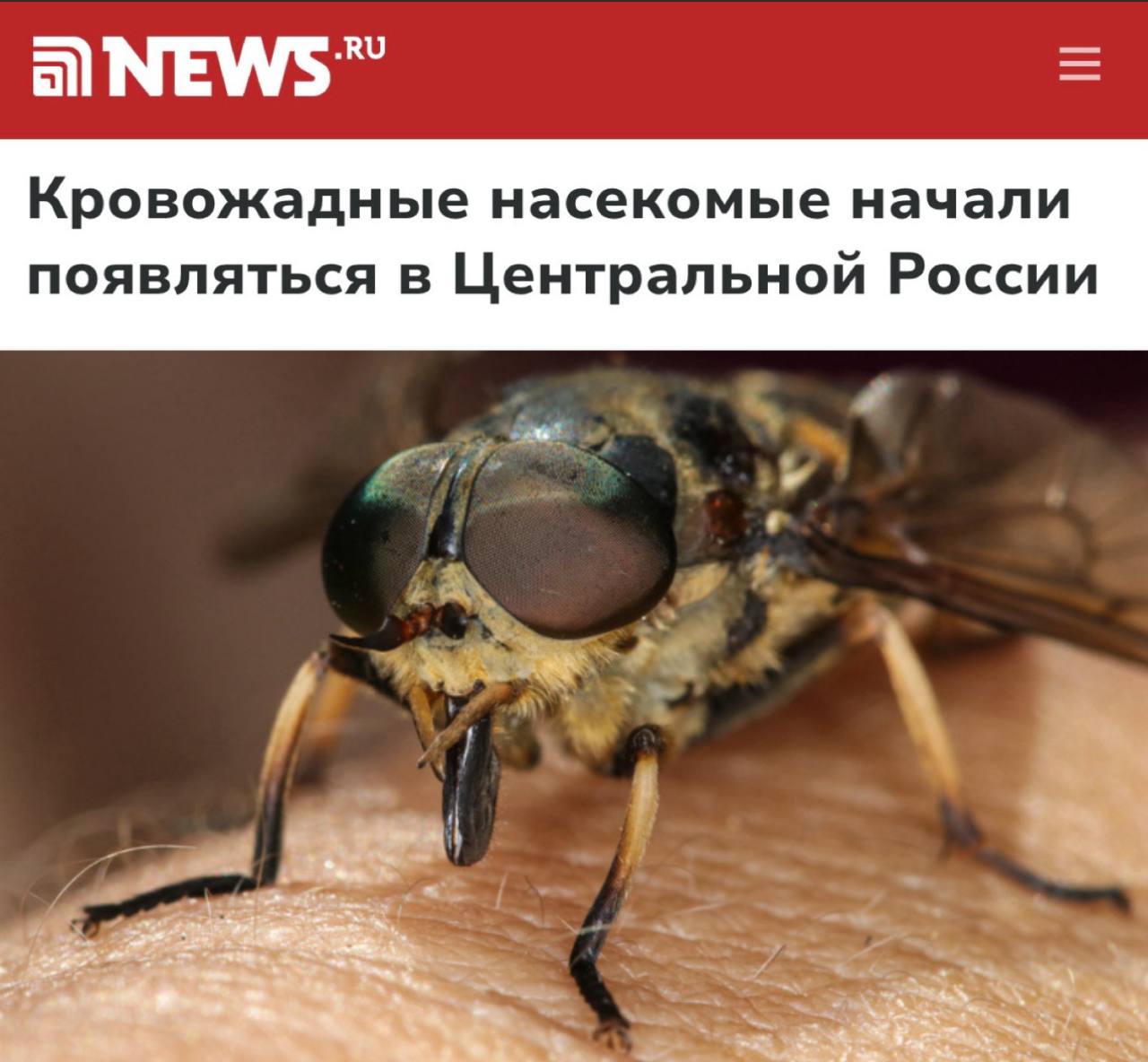 Аномальное тепло разбудило слепней в Москве раньше срока