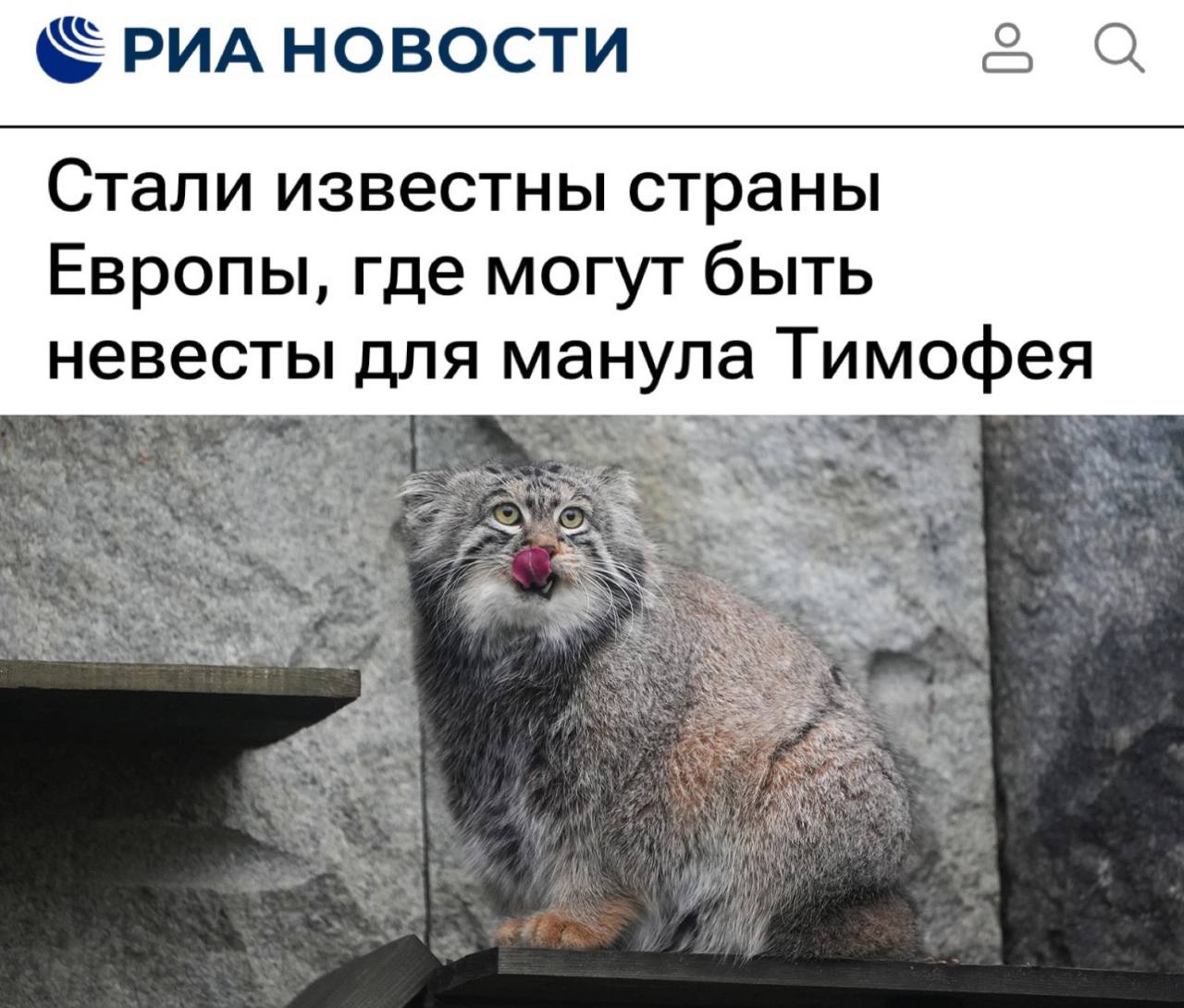 Для манула Тимофея из Москвы нашли 31 невесту в Европе