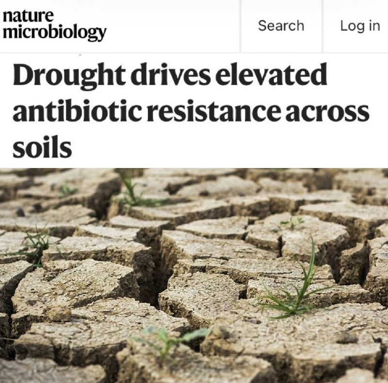 Засухи повышают устойчивость почвенных бактерий к антибиотикам