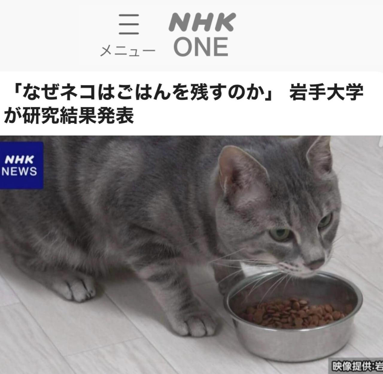 Учёные выяснили, почему кошки бросают еду