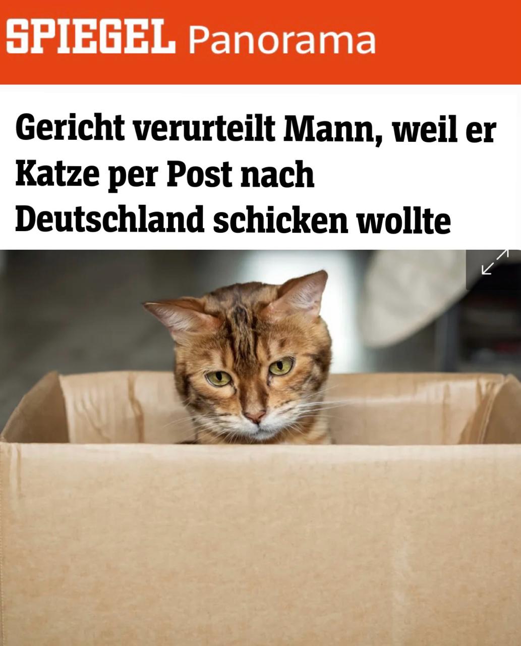 Немец осуждён за отправку кошки почтой из Австрии в Германию