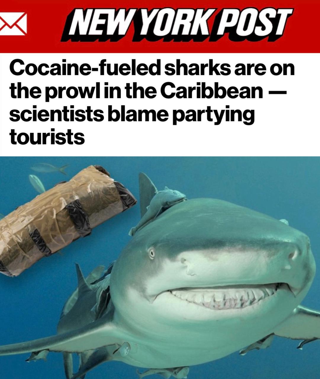 Учёные обнаружили кокаин в акулах у Багамских островов