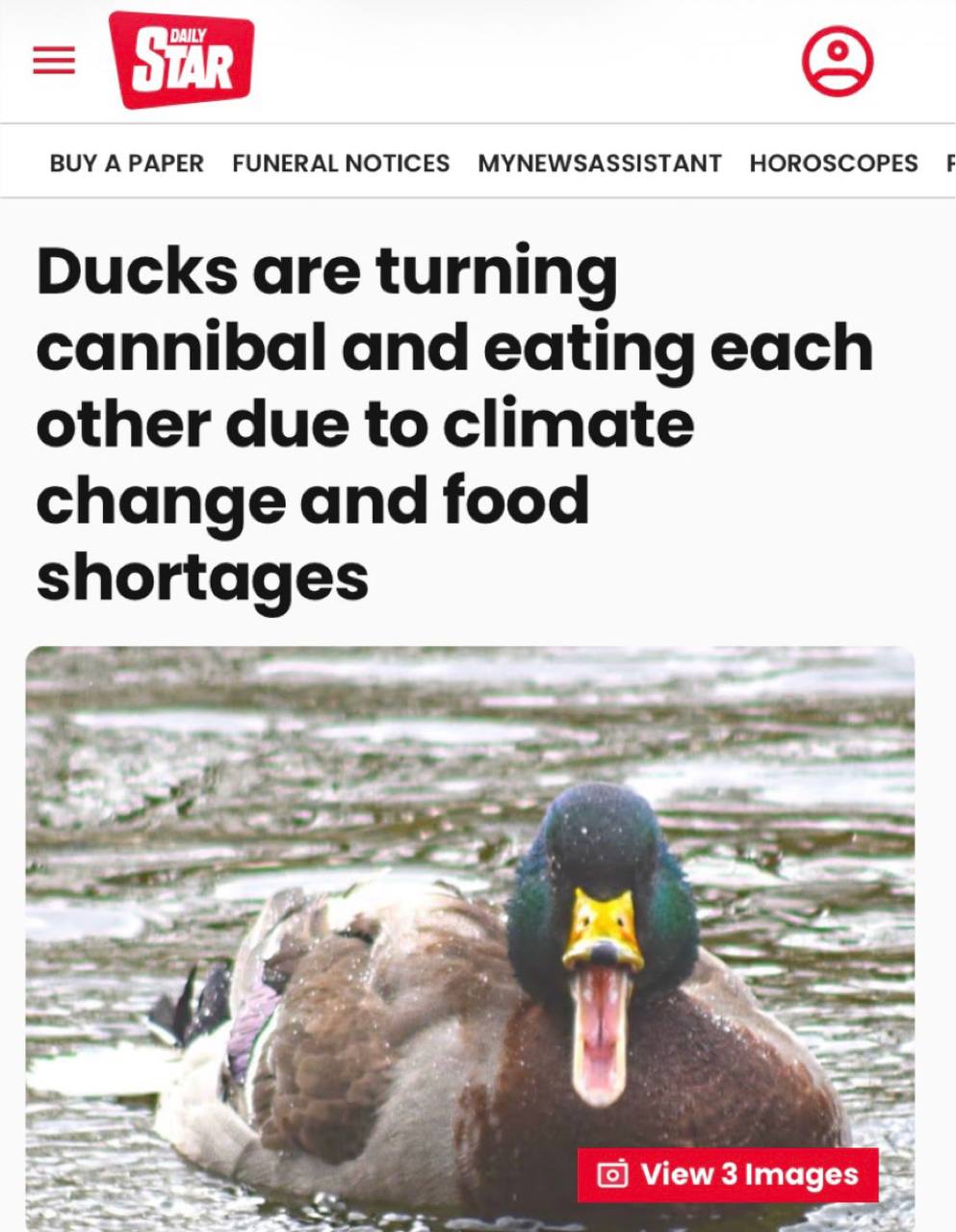 Утки-кряквы стали каннибалами из-за климатических изменений